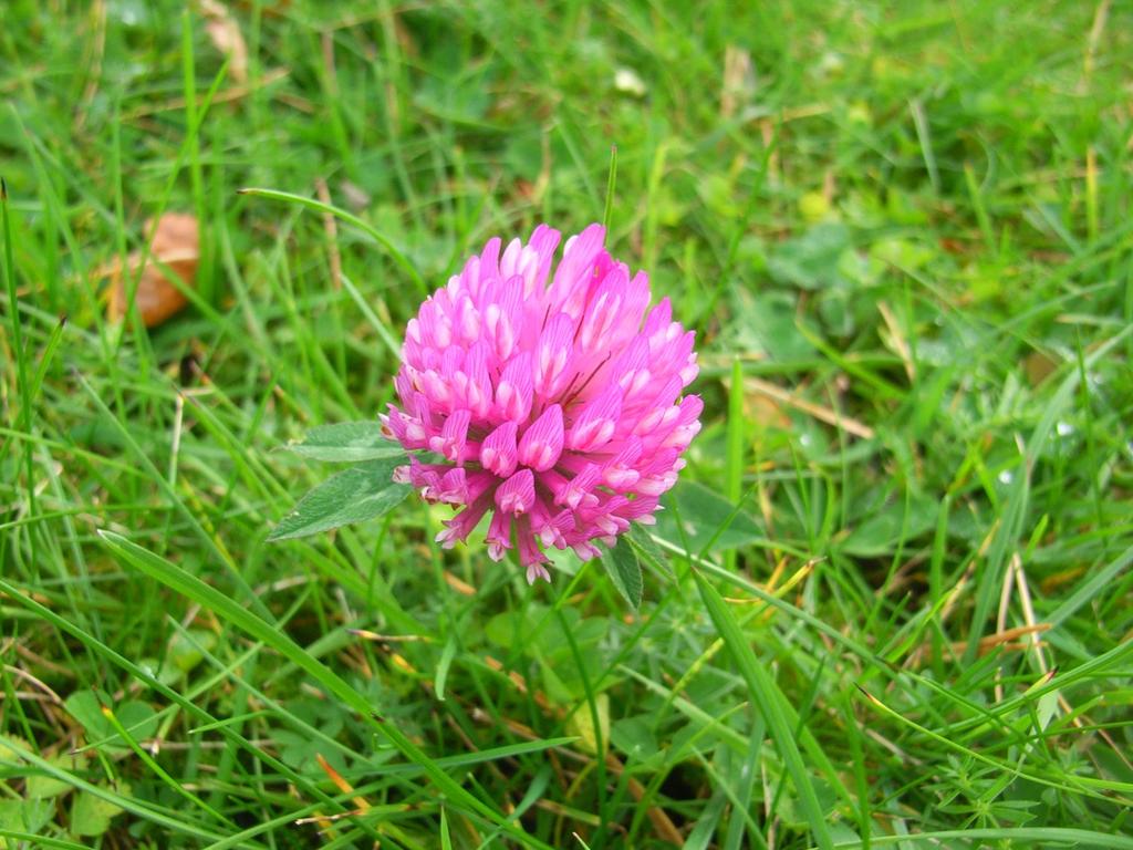 Rødkløver er en av de viktigste plantene i norsk landbruk som også finnes i vill norsk flora. Rødkløver har stor betydning som fôrplante og nitrogenfikserende plante.