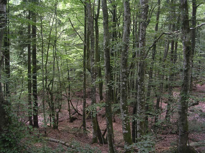 Som et ledd i bevaringen av genressursene hos norske skogtrær, har Norsk genressurssenter i samarbeid med Miljødirektoratet og fylkesmenn etablert genressursreservater i allerede eksisterende
