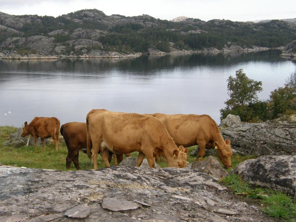 Vestlandsk raudkolle på gammel beitemark hos Gunnar Skadberg i Eigersund. Det er bare 130 avlskyr igjen av denne rasen i 2013 og den regnes som kritisk truet etter FAOs definisjoner.