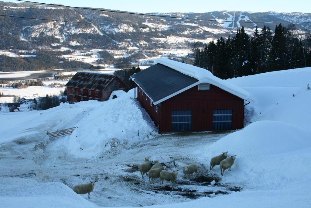 Vestringsbygde, Nord-Aurdal Unge bønder satsar II Snekker kjøper gardsbruk for å bli sauebonde Investerer i helt nytt