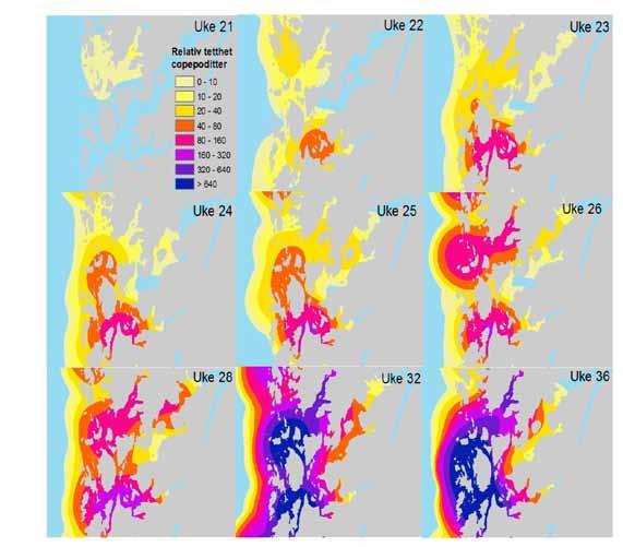 Risikovurdering norsk fiskeoppdrett 2012 35 Tabell 4.5.2 Luseinfeksjon på vill postsmolt av laks fanget i Hardangerfjorden. N = antall undersøkte fisk. Vekt = fiskens kroppsvekt.