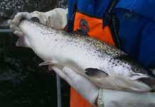 Risikovurdering norsk fiskeoppdrett 2012 49 uvanlig i nord. Sannsynligheten for smittespredning til villfisk vurderes som stor i Sør-Norge, men lav i Nord-Norge.
