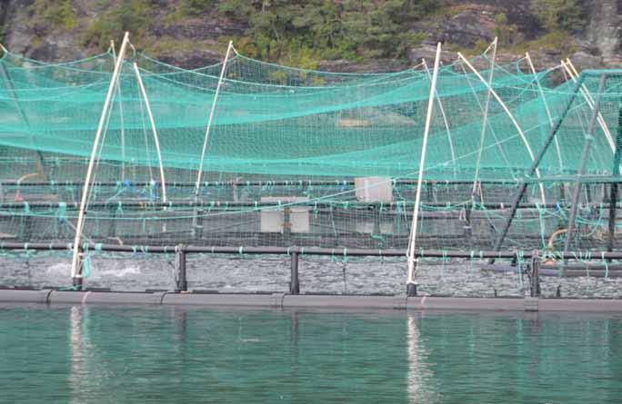 Risikovurdering norsk fiskeoppdrett 2012 51 5.9 Konklusjoner Det er vanskelig å gjøre en risikovurdering av påvirkningen dagens oppdrett har på sykdomsstatus hos villfisk basert på tilgjengelige data.