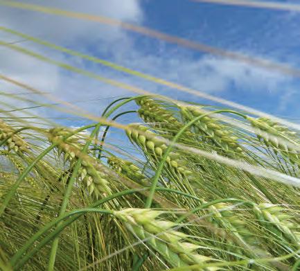 Råd på nett NIBIO arbeider med en nettløsning for optimal nitrogengjødsling i korn, der brukerne selv kan legge inn sine egne data om vekst, forventet avlingsnivå, kornpris og gjødseltype og få en