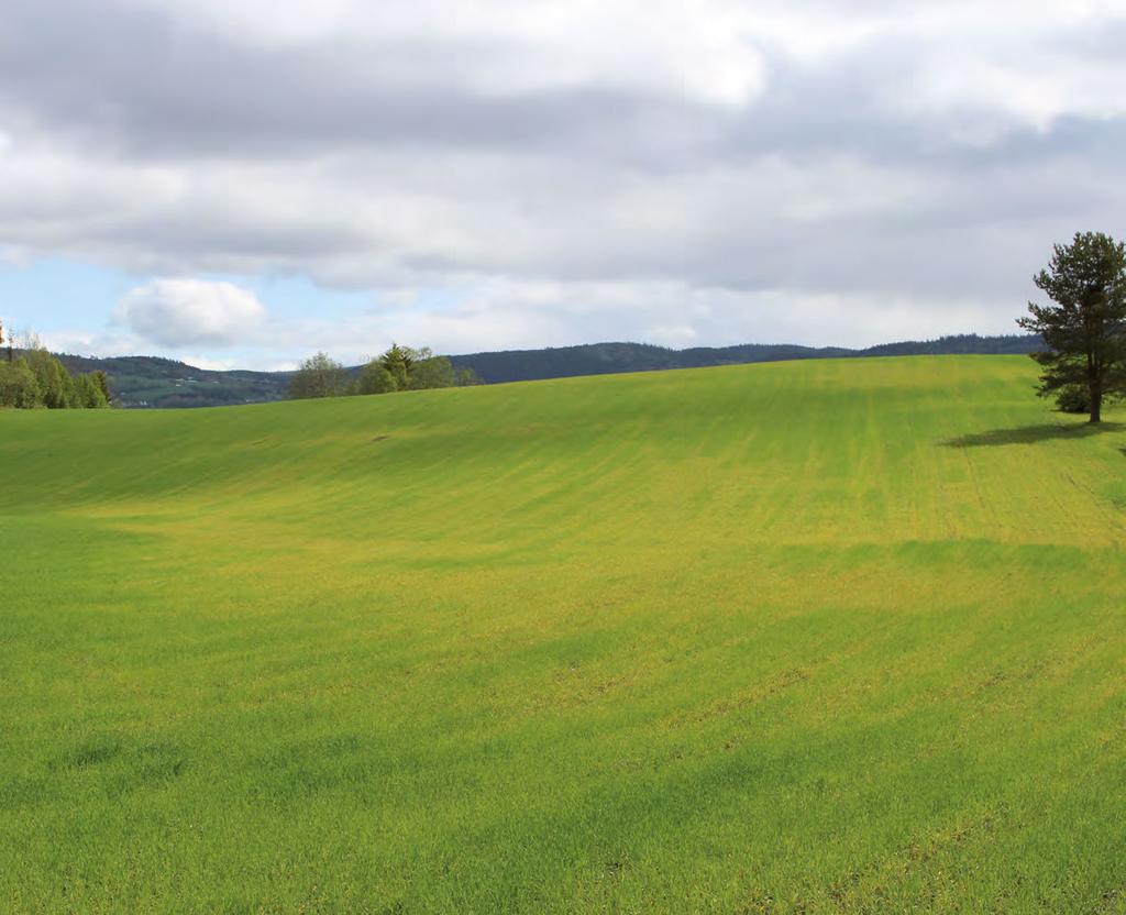 Med høy nitrogeneffektivitet i korndyrkingen oppnår vi minst mulig klimabelastning og høyest mulig avling. Flere faktorer påvirker hvor effektiv utnyttelsen av nitrogen er.