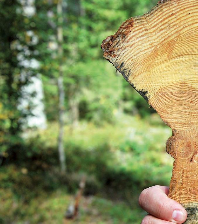 Skoggjødsling tiltak mot klimaendring Pär Fornling I klimaavtalen som ble forhandlet fram i Paris ved årsskiftet ble skogens rolle som karbonlager definert som betydelig og viktig.