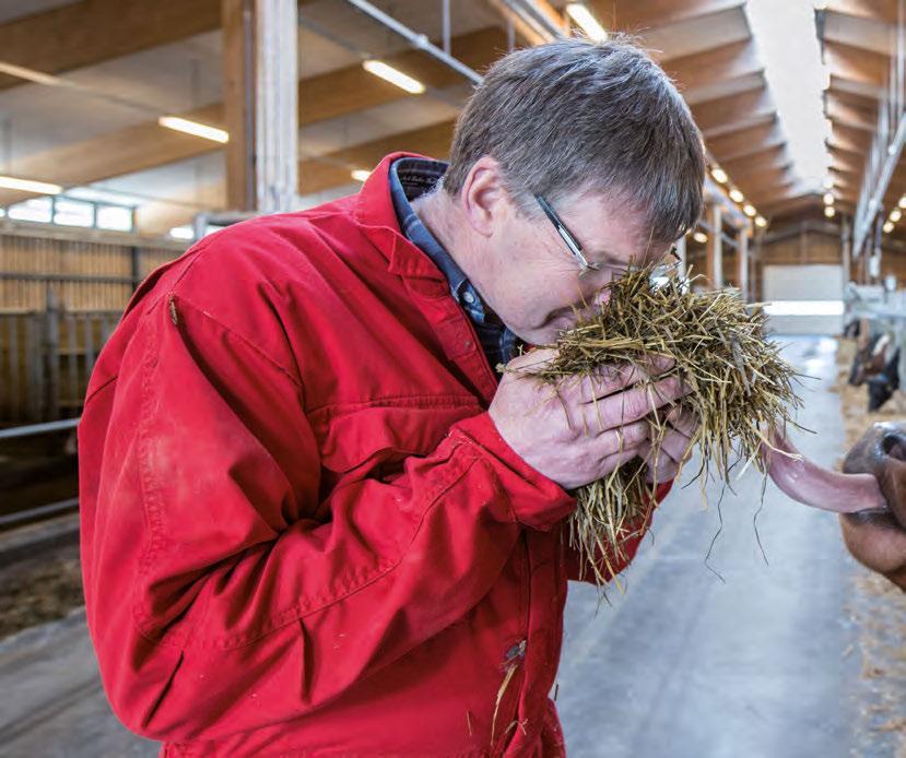 Smak av kvalitet. Harald Volden og dyra i det nye forsøksfjøset på NMBU er tydelig enige om at kvaliteten på grovfôret holder god kvalitet.