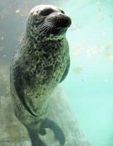 Steinkobbe (Phoca vitulina) forekommer i større og mindre kolonier langs hele norskekysten. Arten er relativt stedbunden og oppholder seg nær koloniene året rundt (spredning på noen titalls km).