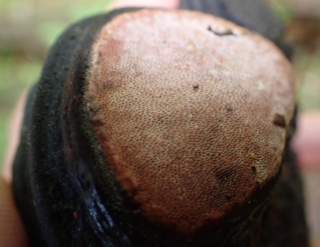 Rosenkjuke NT (Fomitopsis rosea) Økologi: Sitter ofte på siden av som regel en noe nedbrutt låg. Vokser sjelden på undersiden og på gadder. Den er flere årlig og kan finnes hele året.