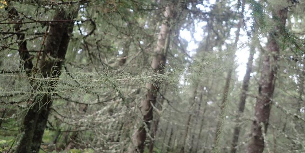 Lappkjuke EN Vokser på knekte trestammer av gran i granskoger med gammelskog preg. Den vokser ut av sprekker av relativt harde lægere. Ettårig, myk og Burgunder til rosa i fargen.