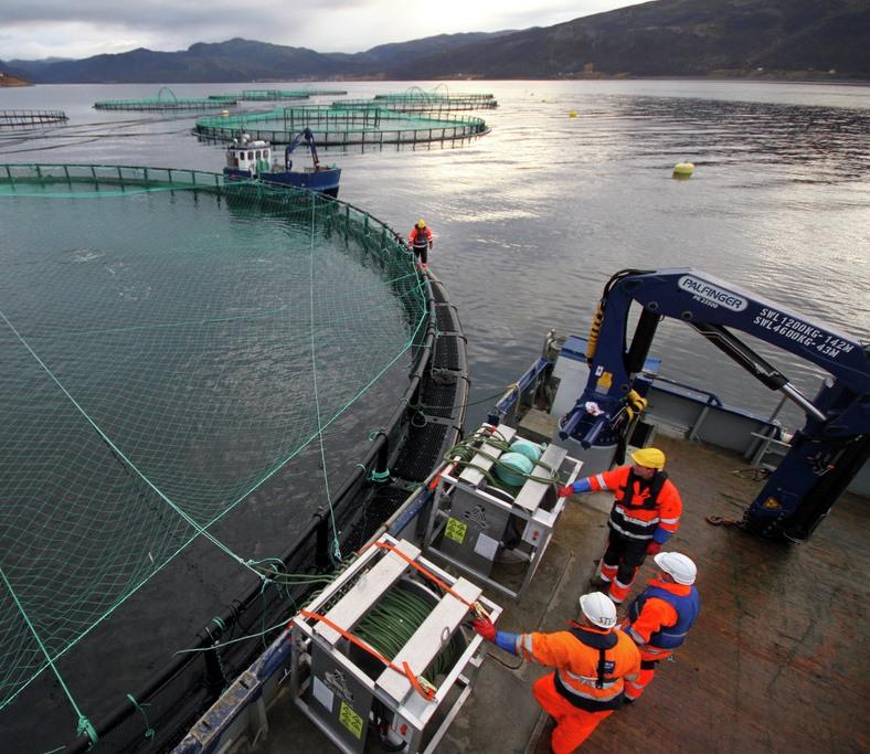 Salmon aquaculture