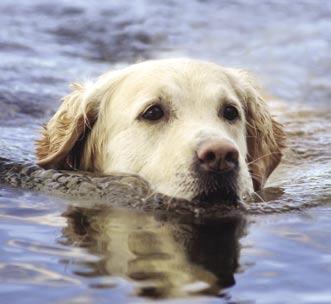 5 HVORDAN STILLES DIAGNOSEN? Det er som regel nok at en veterinær undersøker hunden i våken tilstand for å konstatere en leddlidelse.