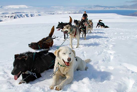 4 Hundesledekjøring har lange tradisjoner på Svalbard.