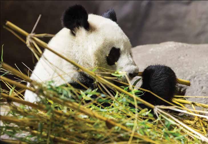 En panda fo ksmpl t ovdy, slv om dn fotkk å spis bambus.