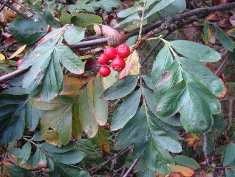 Rogn og asal i Norge" fra 2011; oppsummert under. De fleste endemiske Sorbus-artene har en svært begrenset utbredelse og er rødlistet. Dette er truede arter som opplagt har et spesielt bevaringsbehov.