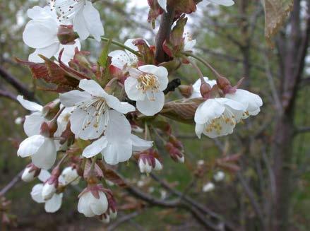 4 KONKLUSJONER De fleste arboreter og botaniske hager har ikke hatt ex situ-samlinger av skogtrær som sitt hovedfokus ved innsamlinger og dyrking.