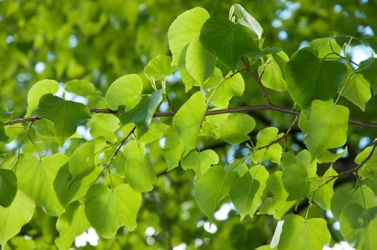 3 LIND VED ROGALAND ARBORET Rogaland arboret har jobbet med å etablere en samling med lind (Tilia cordata) med støtte fra Norsk genressurssenter, men det har vært noe problemer knyttet til harde