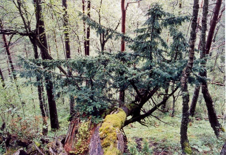 Det finnes kun noen få enkelttrær ved arboretene på Milde og i Rogaland arboret.