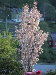 Neverkirsebær har 4 10 cm lange, lansettformete blader. Høstfargen er nokså uanselig grønngul til guloransje. Iøynefallende blank, rødbrun bark med tversgående bånd av lysere korkporer.