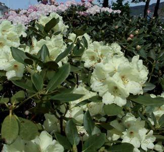 Botanisk navn: Rhododendron yakusimanum/ wardii hybr. gr. Norsk navn: Rhododendron yakusimanum wardii gruppen Familie: Ericaceae lyngfamilien Botanisk navn: Rhododendron williamsianum hybr.