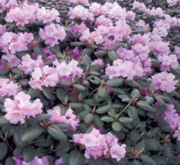 Klokkeformede blomster med farge fra kremgult til lys rosa. Lang blomstringstid fra mai til ut i juni. Flava` rosa/gul, 110 cm høyde og 160 cm bredde på 10 år.