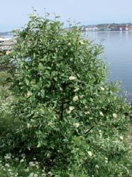 Botanisk navn: Sorbus mougeotii (S.
