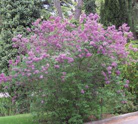 Dekker bakken fort, og er en god markdekkende plante. Mange små, klokkeformete, rosarøde blomster i korte topper. Blomstrer litt utover hele sommeren, fra juli til oktober.