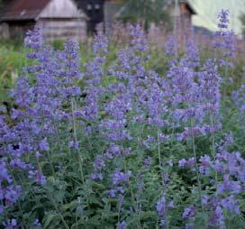 Botanisk navn: Nepeta faassenii `Six Hills Giant` Norsk navn: Prydkattemynte Familie: Lamiaceae Leppeblomstfamilien Botanisk navn: Nepeta mussinii Norsk navn: Hagekattemynte Familie: Lamiaceae