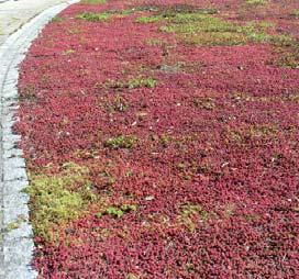 Botanisk navn: Sedum cvs.