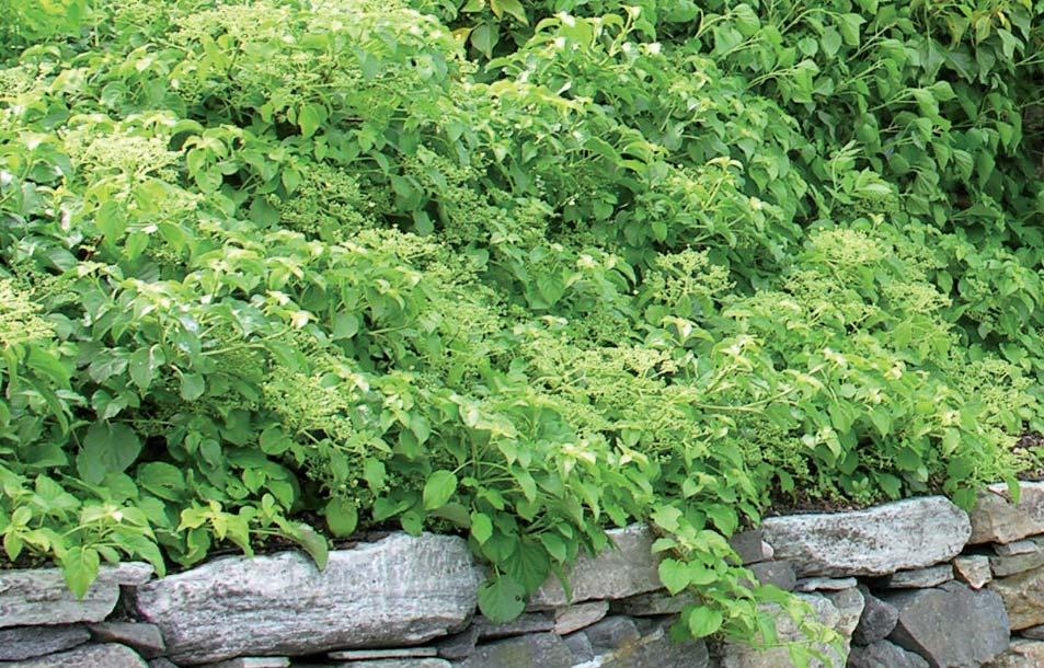Samletabell over egenskaper til markdekkende og klatrende planter (vintergrønne og lauvfellende) Vintergrønne busker Høyde Beskjæring Taxus baccata Repandens 0,5-0,8 +++ +?