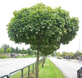 Botanisk navn: Acer platanoides `Globosum Norsk navn: Spisslønn`Globosum` Familie: Aceraceae lønnefamilien Botanisk navn: Acer tataricum ssp.