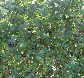 Botanisk navn: Arctostaphylos uva ursi Norsk navn: Melbær Familie: Ericaceae lyngfamilien Botanisk navn: Aronia x prunifolia cvs.