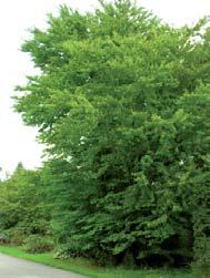 For å beholde søyleformen må treet klippes hvert 2 3 år. Ved fri vekst vil krona bli mer eggformet. Bladverket er Mørkt grønt og tett, og henger på utover vinteren.