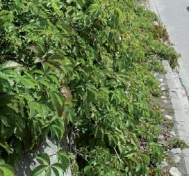 Botanisk navn: Parthenocissus inserta (P.