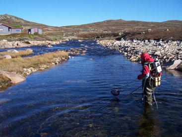 Uppnesåi, 21-22. juni 2011 Vi fisket først fra LRV til HRV, men fant svært lite fisk der. Det var først ved hyttene og oppstrøms at tettheten av fisk økte betydelig (Figur 15).