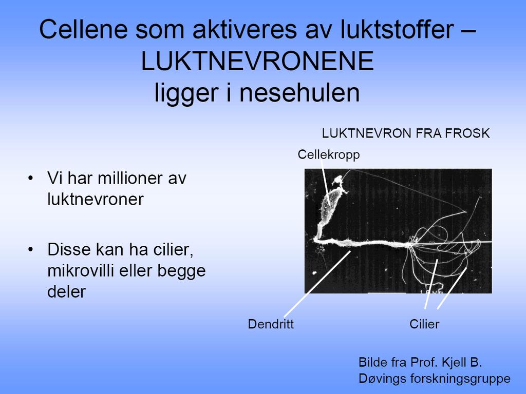 Luktsansens Luktesansen er sannsynligvis den første sansen som oppsto i dyreriket Lik organisering av cellene Genene er mange og spredt,