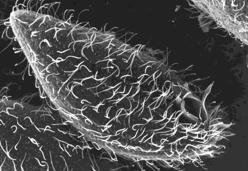 Ciliater - svømmende sanseceller Utstyr Tørt gress, vann fra dam eller pytt, kar, Mikroskop, objektglass og dekkglass Pipette, Bomull Bakgrunn Ciliater er små encellede organismer med mikroskopiske