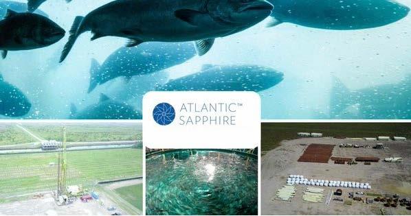 Case: Atlantic Sapphire, Florida USA Posisjonering: kortreist og organisk produkt miljø, helse og berekraft Første byggefase: 8 500 tonn per år.