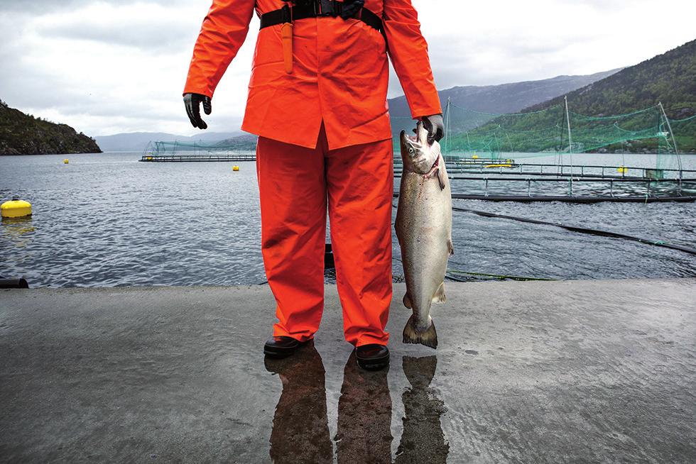 6 Meld. St. 10 2015 2016 Figur 1.1 Fersk laks. Figur 1.2 Pelagisk fisk. Foto: Eivind Senneset Foto: Eivind Senneset Sjømatindustrien har naturgitte fortrinn i Norge.