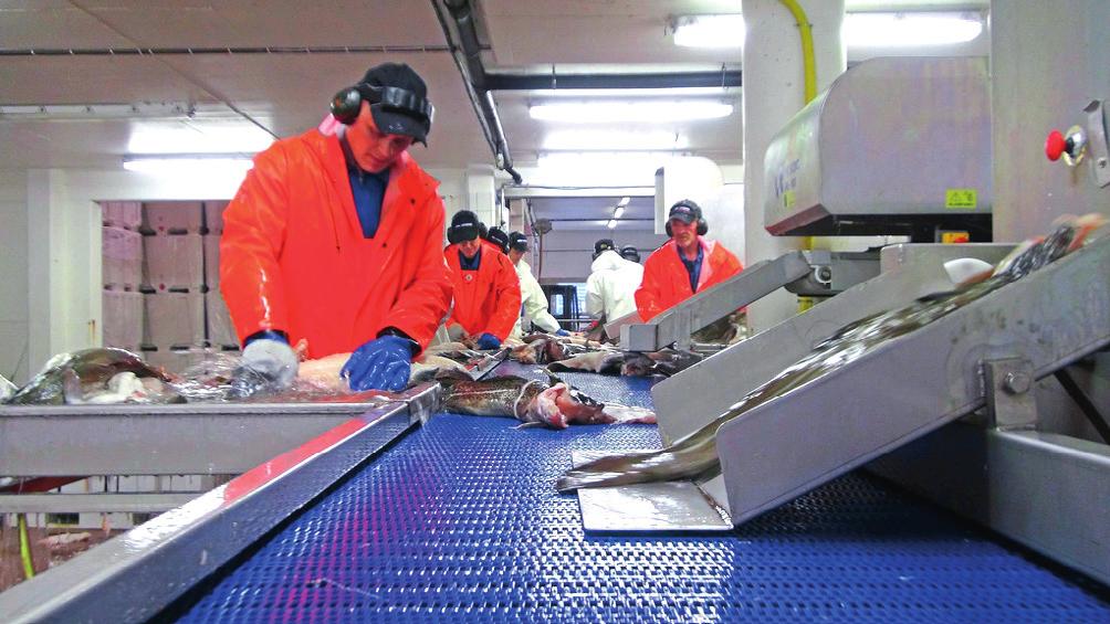 2015 2016 Meld. St. 10 9 Figur 1.4 Foto: Sjømat Norge Flekking av klippfisk. Regjeringen ønsker en god ivaretakelse av all fangst og råstoff. Dette har både en økonomisk, miljømessig og etisk side.