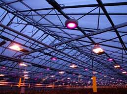 De besluttet å gjennomføre et prosjekt med LED i ett av drivhusene.