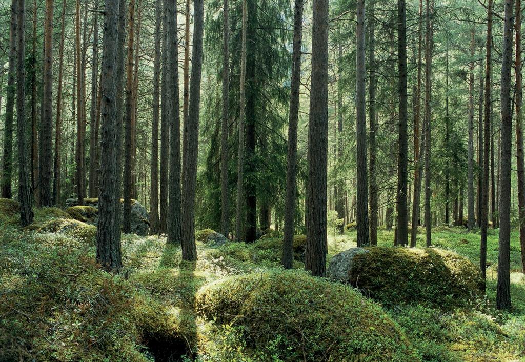 Hva og hvorfor? Kommunene har en viktig rolle for å få Innlandet til å bli ledende på bruk av tre i bygg.