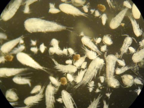 mosaikklandskap: Gradientanalyser av zooplankton og