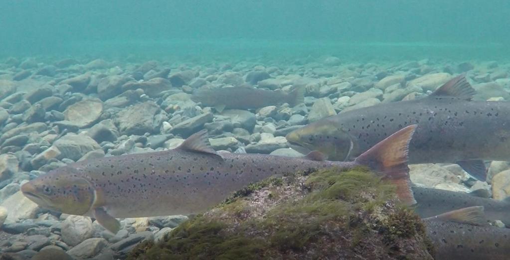 kommune, Sogn og Fjordane Avgitt