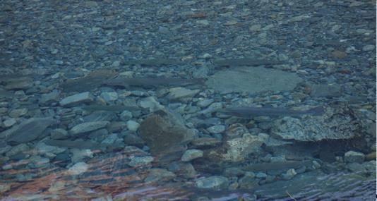 fotografert fra elvebredden under gytefiskregistreringer i Mørkridselvi.