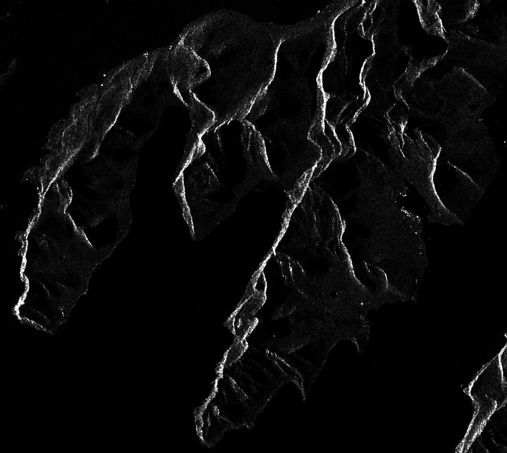 Orthocorrected Sentinel-1 images 06.11.