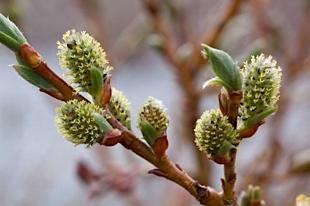 c) frø på hunnblomsten grønnvier b) Hunnblomst grønnvier a)