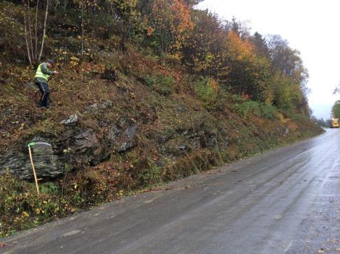 OMRÅDEBESKRIVELSE OG METODE Houm (øst for), vegkant Kommune: Gausdal Her ble det i 2012 registrert en ganske stor bestand (nær 20 individer med ca. 300 skudd) i en bratt skråning.