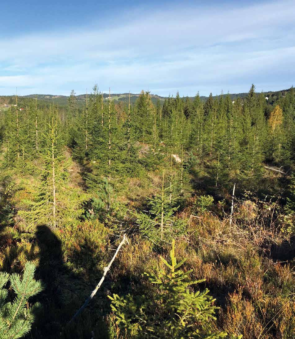 Se skogen for mer enn bare trær Mange bruker skogen til rekreasjon, samtidig som det drives et aktivt skogbruk.