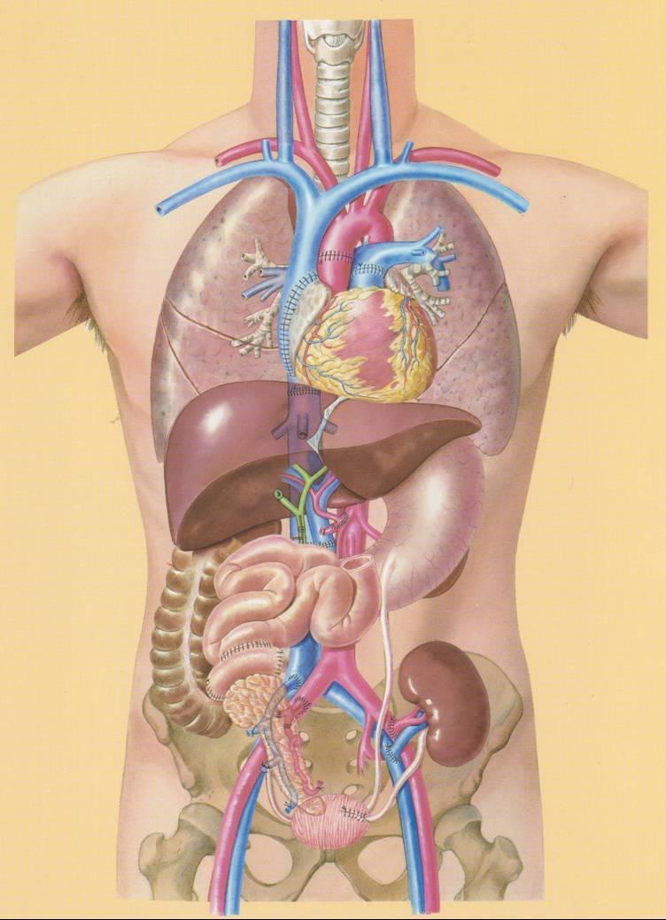 Transplantasjonsvirksomheten Ett senter, men delt; thorax og bukorganer Transplantasjonskirurgisk sengepost (2016) 240 nyrer 175 DD 47 LD 100